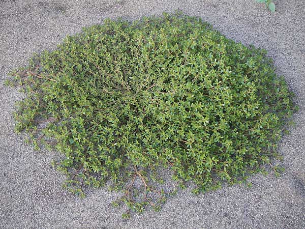 Portulaca oleracea agg. / Common Purslane, D Mannheim 21.8.2013