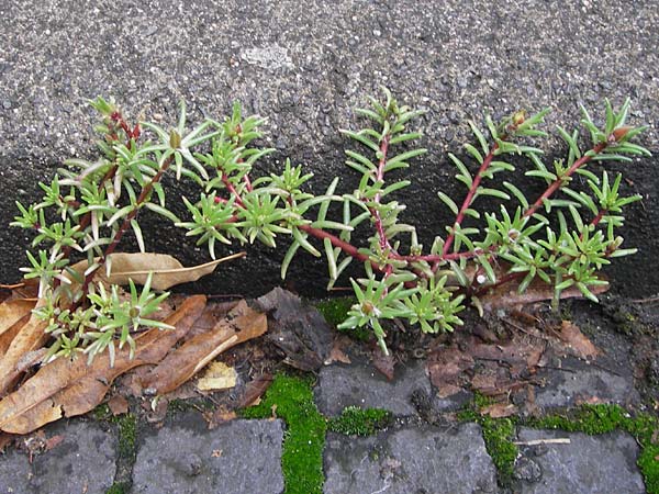 Portulaca grandiflora ? \ Portulak-R&ouml;schen / Rose Moss, D Mannheim 15.9.2013
