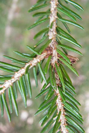 Picea orientalis \ Kaukasische Fichte / Caucasian Spruce, D Heidelberg 15.3.2014
