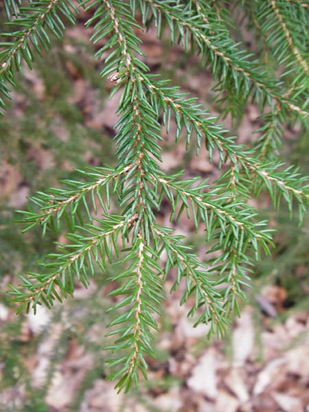 Picea orientalis \ Kaukasische Fichte / Caucasian Spruce, D Heidelberg 15.3.2014