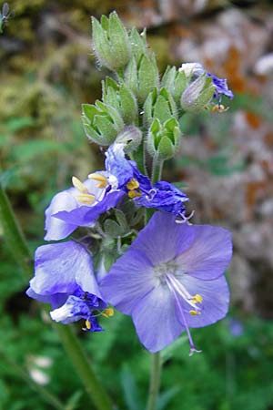 Polemonium caeruleum \ Blaue Himmelsleiter, Sperrkraut / Jacob's Ladder, Greek Valerian, D Pappenheim 19.6.2014