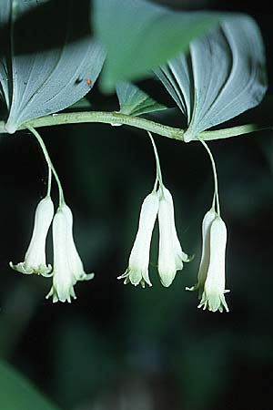 Polygonatum multiflorum, Solomon's Seal Polygonatum multiflorum, Solomon's Seal