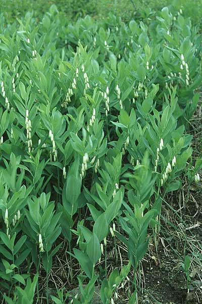 Polygonatum odoratum \ Salomonssiegel, Duftende Weiwurz / Angular Solomon's Seal, D Kaiserstuhl,  Badberg 7.5.2005