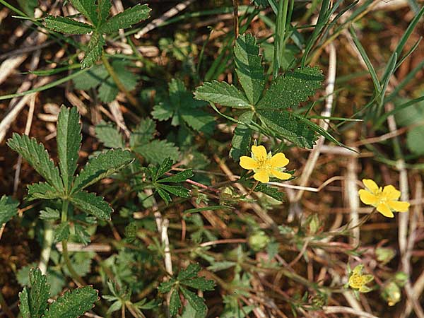 Potentilla reptans \ Kriechendes Fingerkraut, Fnffingerkraut / Creeping Cinquefoil, D Werbach 6.5.2006