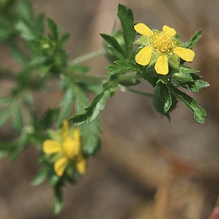 Potentilla supina \ Niedriges Fingerkraut / Carpet Cinquefoil, D Reilingen 15.9.2007