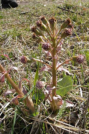 Petasites paradoxus \ Alpen-Pestwurz / Alpine Butterbur, D Hurlach 18.4.2009