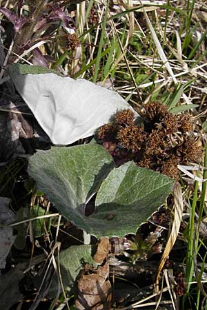 Petasites paradoxus \ Alpen-Pestwurz / Alpine Butterbur, D Hurlach 18.4.2009