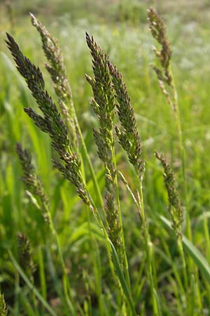Poa trivialis \ Gewhnliches Rispengras / Rough Blue Grass, D Sandhausen 2.5.2009