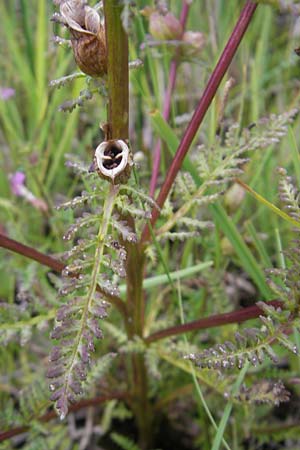 Pedicularis palustris \ Sumpf-Lusekraut / Marsh Lousewort, D Murnau 20.6.2011