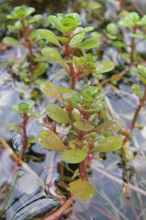 Lythrum portula \ Sumpfquendel / Water Purslane, D Schaidt 19.7.2011
