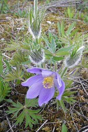 Pulsatilla patens \ Finger-Kuhschelle, Stern-Kuhschelle / Eastern Pasque-Flower, D Eching 5.5.2012