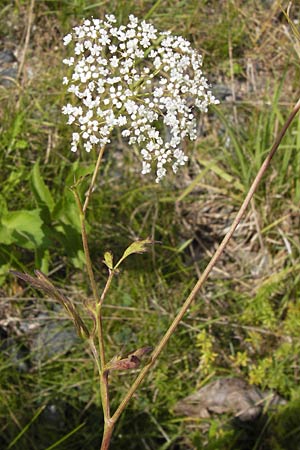 Pimpinella peregrina \ Fremde Bibernelle / Southern Burnet Saxifrage, D Frankfurt-Kalbach 14.7.2012