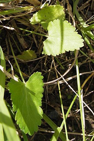 Pimpinella peregrina \ Fremde Bibernelle / Southern Burnet Saxifrage, D Frankfurt-Kalbach 14.7.2012