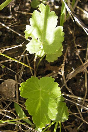 Pimpinella peregrina \ Fremde Bibernelle / Southern Burnet Saxifrage, D Frankfurt-Kalbach 14.7.2012