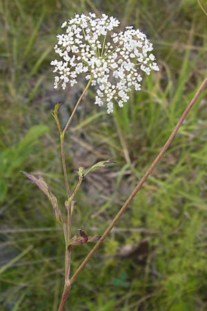 Pimpinella peregrina \ Fremde Bibernelle / Southern Burnet Saxifrage, D Frankfurt-Kalbach 14.7.2012