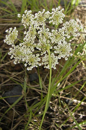 Pimpinella peregrina \ Fremde Bibernelle / Southern Burnet Saxifrage, D Frankfurt-Kalbach 14.7.2012