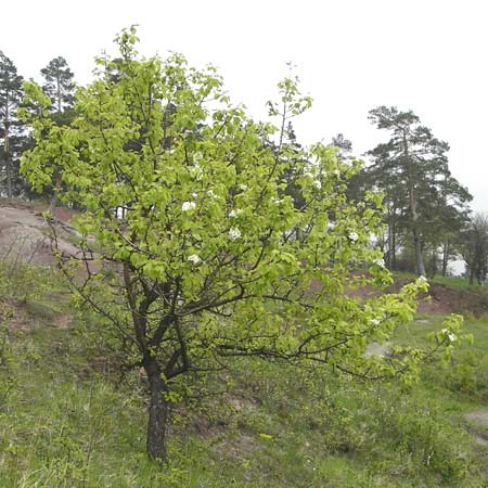 Pyrus pyraster \ Wild-Birne, Holz-Birne / Wild Pear, D Thüringen, Drei Gleichen 7.5.2013