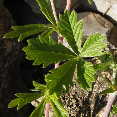 Potentilla gottmadingen \ Gottmadingen H&uuml;gel-Fingerkraut / Gottmadingen Cinquefoil, D Gottmadingen 8.6.2013