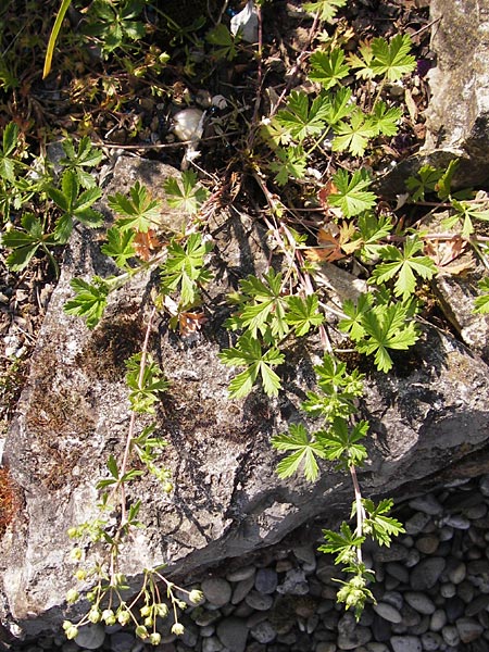 Potentilla gottmadingen \ Gottmadingen H&uuml;gel-Fingerkraut / Gottmadingen Cinquefoil, D Gottmadingen 8.6.2013