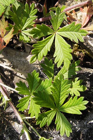 Potentilla gottmadingen \ Gottmadingen H&uuml;gel-Fingerkraut / Gottmadingen Cinquefoil, D Gottmadingen 8.6.2013