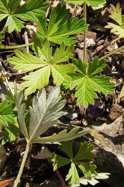 Potentilla gottmadingen \ Gottmadingen H&uuml;gel-Fingerkraut / Gottmadingen Cinquefoil, D Gottmadingen 8.6.2013