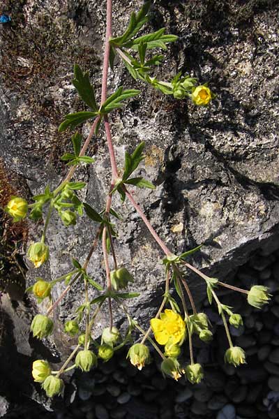 Potentilla gottmadingen \ Gottmadingen H&uuml;gel-Fingerkraut / Gottmadingen Cinquefoil, D Gottmadingen 8.6.2013