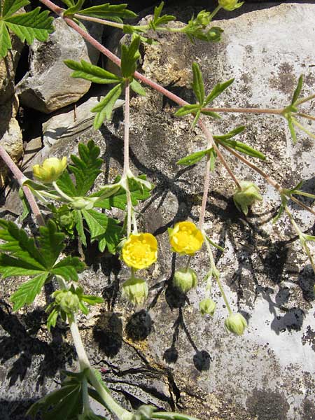 Potentilla gottmadingen \ Gottmadingen H&uuml;gel-Fingerkraut / Gottmadingen Cinquefoil, D Gottmadingen 8.6.2013