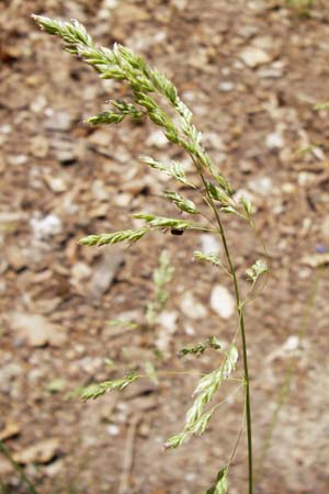 Poa pratensis \ Wiesen-Rispengras, Wiesenrispe / Smooth Meadow Grass, Kentucky Blue Grass, D Lobbach-Waldwimmersbach 19.6.2013