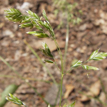 Poa pratensis \ Wiesen-Rispengras, Wiesenrispe / Smooth Meadow Grass, Kentucky Blue Grass, D Lobbach-Waldwimmersbach 19.6.2013