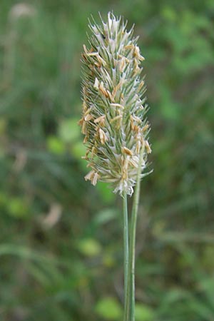 Phleum pratense \ Wiesen-Lieschgras / Timothy Grass, D Heidelberg 24.7.2013