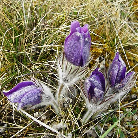Pulsatilla patens \ Finger-Kuhschelle, Stern-Kuhschelle / Eastern Pasque-Flower, D Eching 31.3.2014