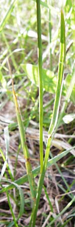Poa pratensis \ Wiesen-Rispengras, Wiesenrispe / Smooth Meadow Grass, Kentucky Blue Grass, D Mannheim 7.5.2014