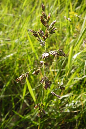Poa pratensis \ Wiesen-Rispengras, Wiesenrispe / Smooth Meadow Grass, Kentucky Blue Grass, D Mannheim 7.5.2014