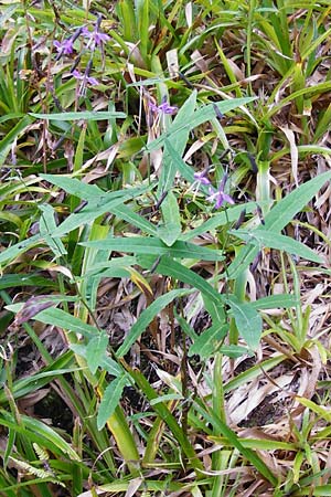 Prenanthes purpurea \ Purpur-Hasenlattich, D Schwarzwald, Hornisgrinde 10.9.2014
