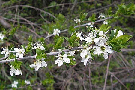 Prunus spinosa \ Schlehe, Schwarzdorn / Sloe, Blackthorn, D Neuleiningen 29.4.2006