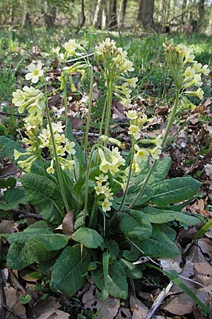 Primula elatior, Ox-lip Primula elatior, Ox-lip