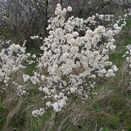 Prunus spinosa \ Schlehe, Schwarzdorn / Sloe, Blackthorn, D Rheinhessen, Gau-Odernheim 5.4.2008