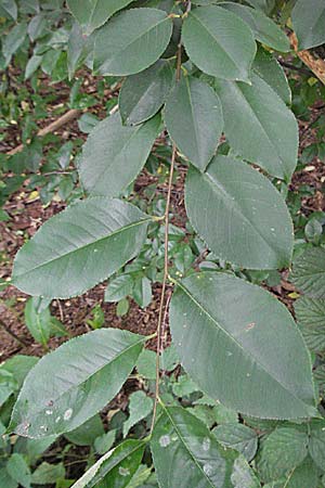 Prunus serotina \ Spte Traubenkirsche / Rum Drupes, D Mannheim 19.8.2007