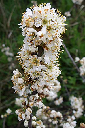 Prunus spinosa \ Schlehe, Schwarzdorn / Sloe, Blackthorn, D Rheinhessen, Gau-Odernheim 5.4.2008
