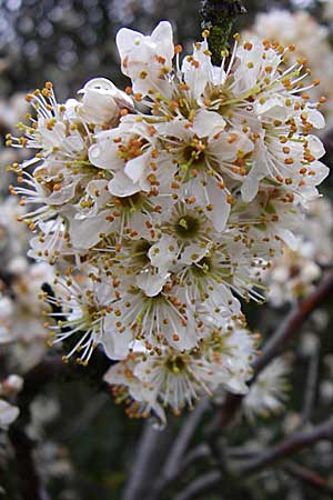 Prunus spinosa \ Schlehe, Schwarzdorn / Sloe, Blackthorn, D Rheinhessen, Gau-Odernheim 5.4.2008