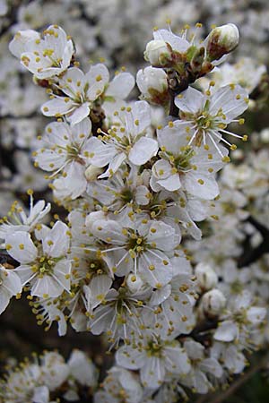 Prunus spinosa \ Schlehe, Schwarzdorn / Sloe, Blackthorn, D Rheinhessen, Gau-Odernheim 5.4.2008