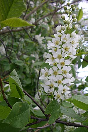Prunus padus subsp. padus \ Traubenkirsche / Bird Cherry, D Reilingen 12.4.2008