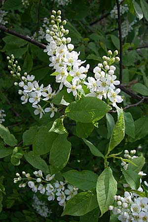 Prunus padus subsp. padus, Bird Cherry Prunus padus subsp. padus, Bird Cherry