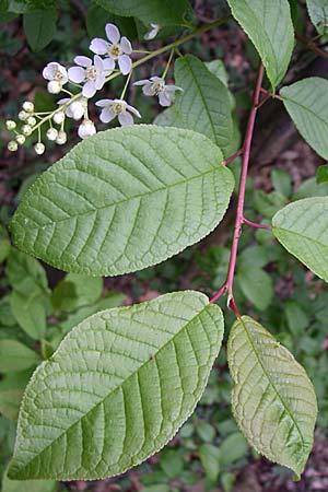 Prunus padus subsp. padus \ Traubenkirsche / Bird Cherry, D Hambrücken 14.4.2008