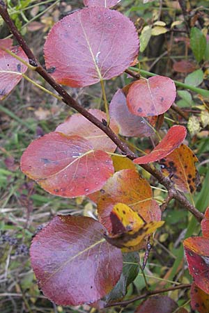 Pyrus pyraster \ Wild-Birne, Holz-Birne / Wild Pear, D Neuleiningen 12.10.2008