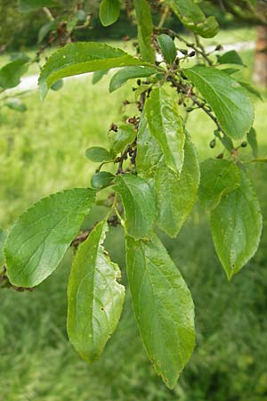 Prunus spinosa \ Schlehe, Schwarzdorn / Sloe, Blackthorn, D Lampertheim 3.5.2009