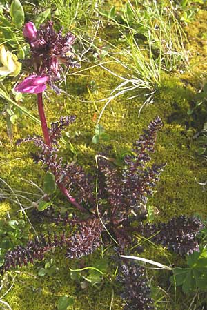 Pedicularis rostratocapitata \ Kopfiges Lusekraut, Geschnbeltes Lusekraut / Beaked Lousewort, D Oberstdorf 22.6.2011