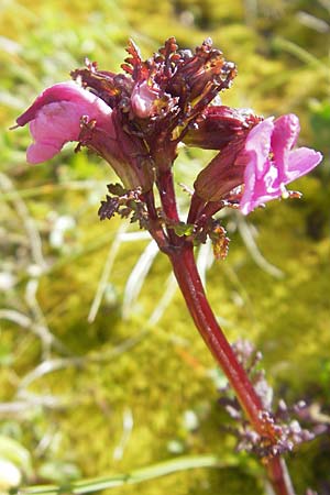 Pedicularis rostratocapitata \ Kopfiges Lusekraut, Geschnbeltes Lusekraut / Beaked Lousewort, D Oberstdorf 22.6.2011