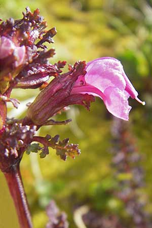 Pedicularis rostratocapitata \ Kopfiges Lusekraut, Geschnbeltes Lusekraut / Beaked Lousewort, D Oberstdorf 22.6.2011