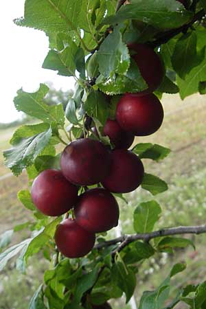 Prunus cerasifera \ Kirschpflaume / Cherry Plum, D Schauernheim 18.7.2011